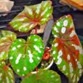 Begonia chlorosticta leaf