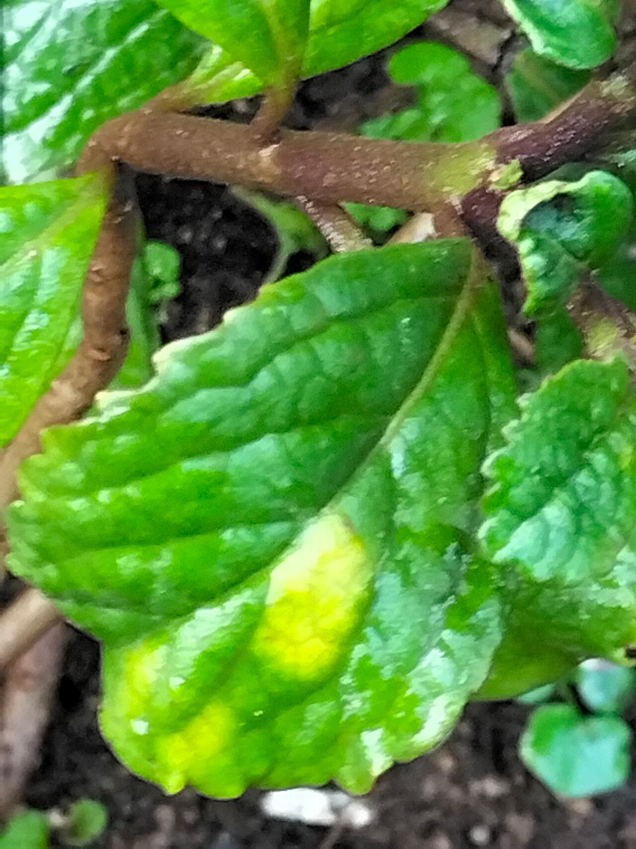 Plectranthus brevimentum — search result for 'Plectranthus'