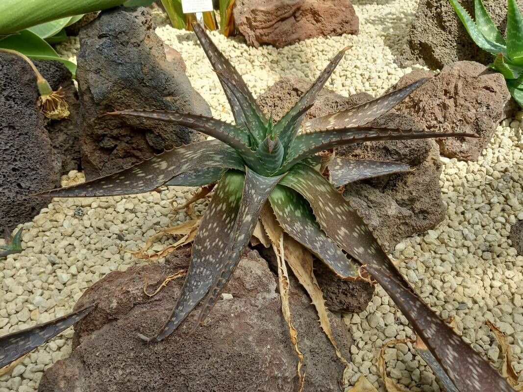 Aloe greatheadii habit