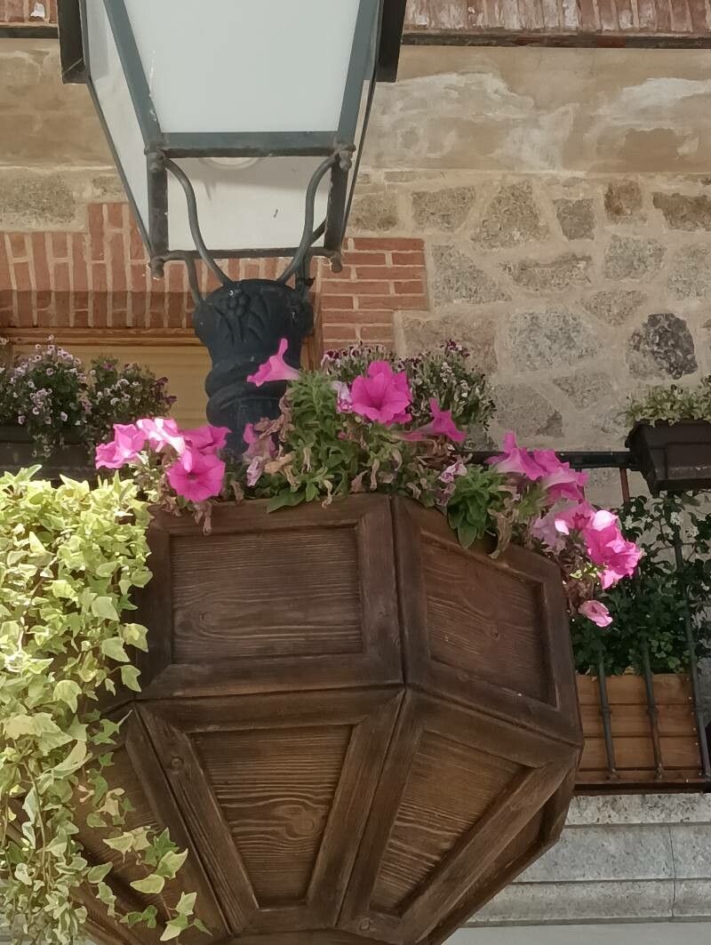 Petunia hybrida fruit