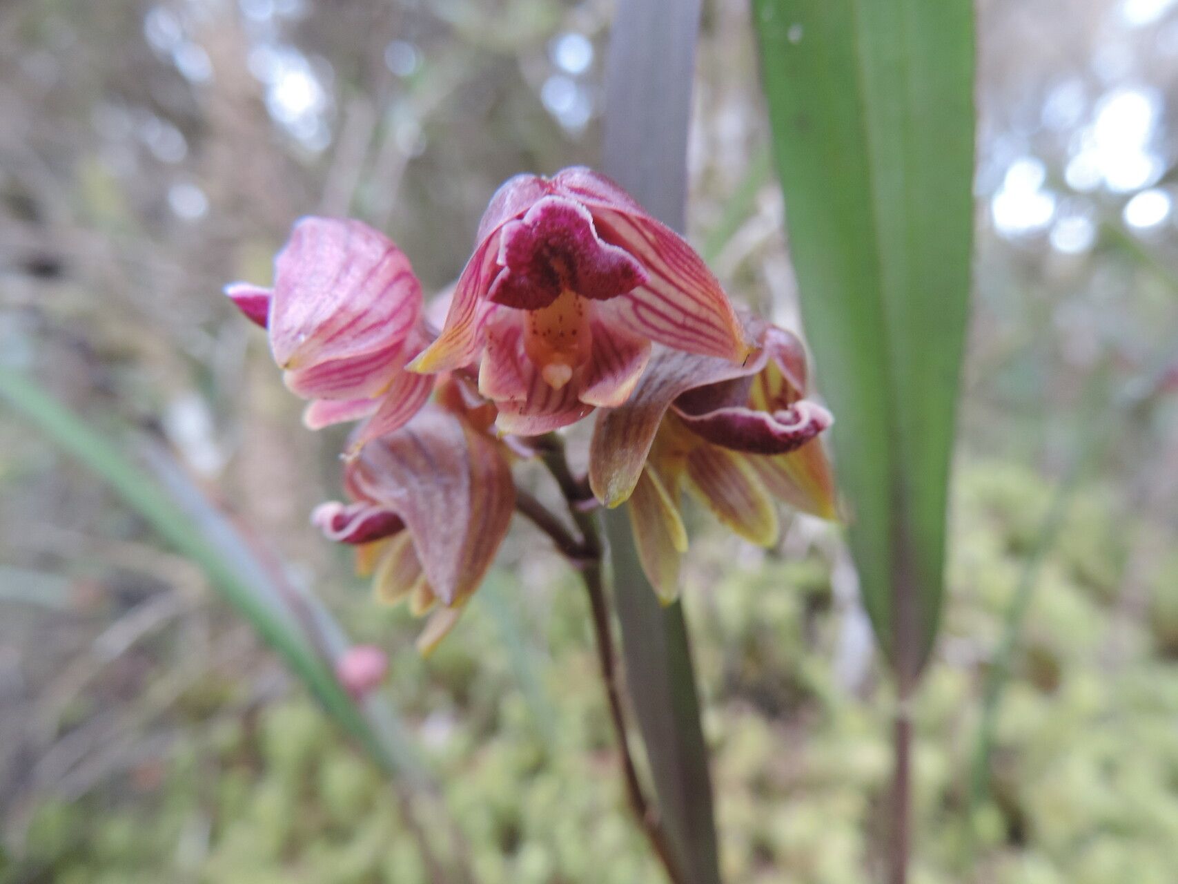 Polystachya leonardiana — houseplant care guide