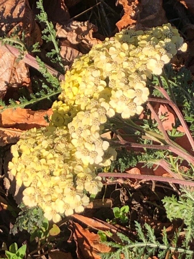 Achillea crithmifolia flower