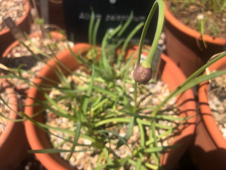 Allium palentinum fruit