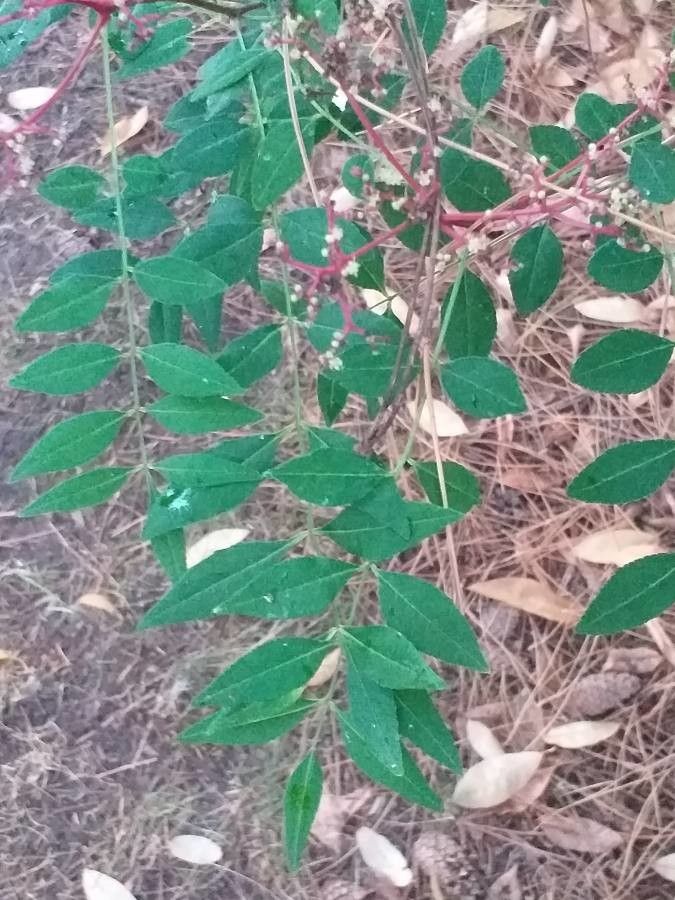 Zanthoxylum schinifolium — search result for 'Rutaceae'