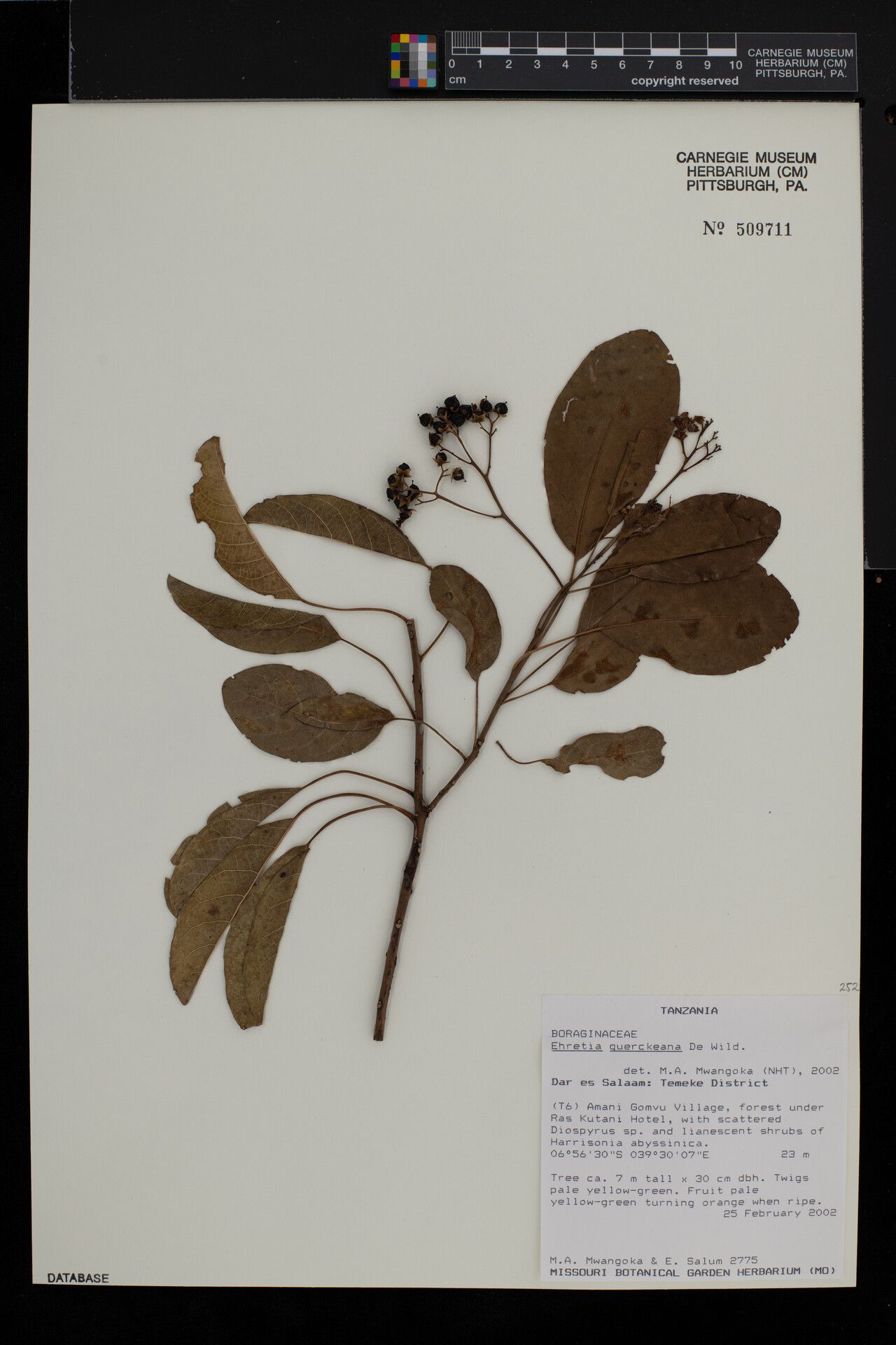 Cordia mukuensis — houseplant care guide