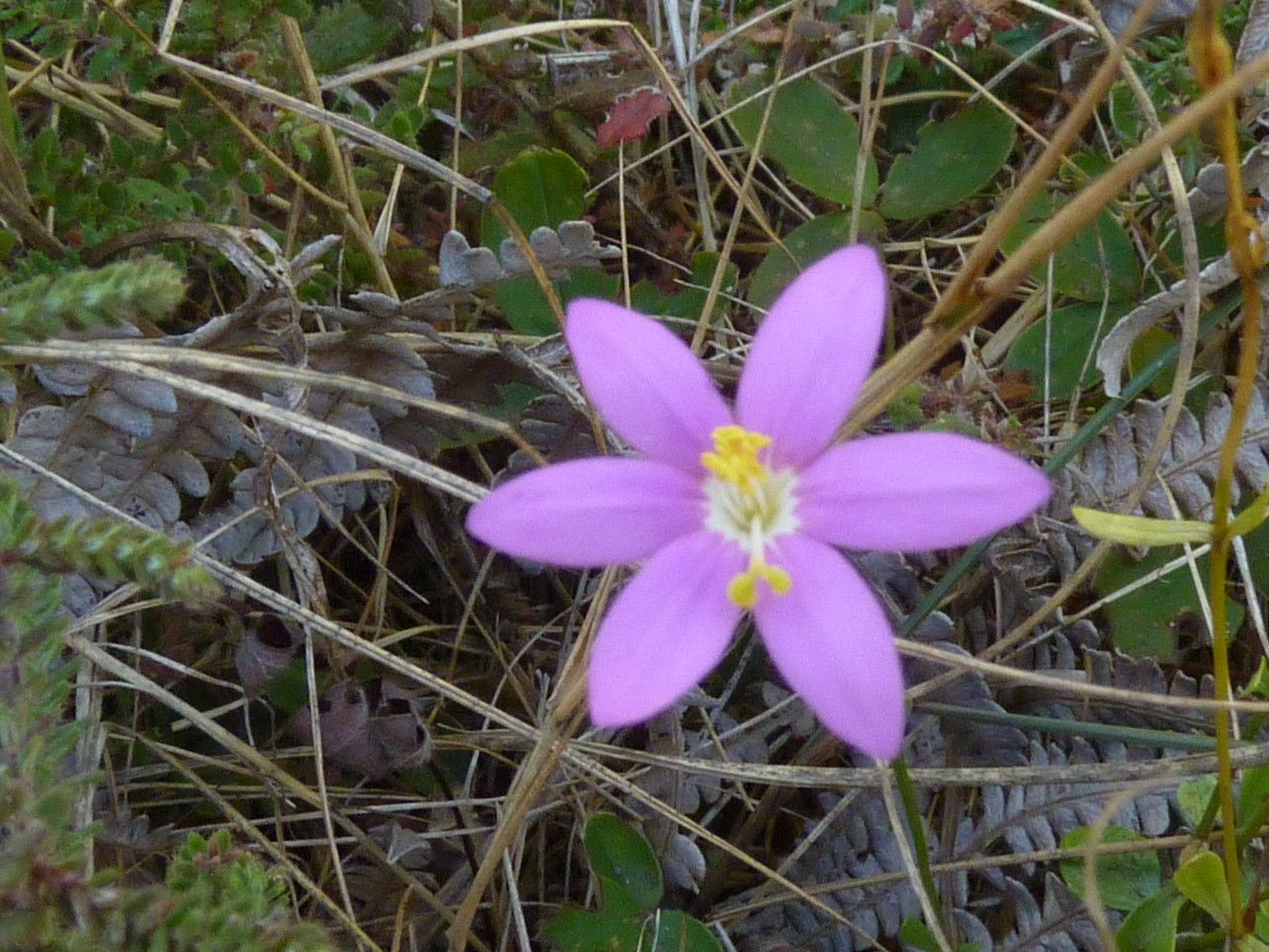 Centaurium scilloides flower