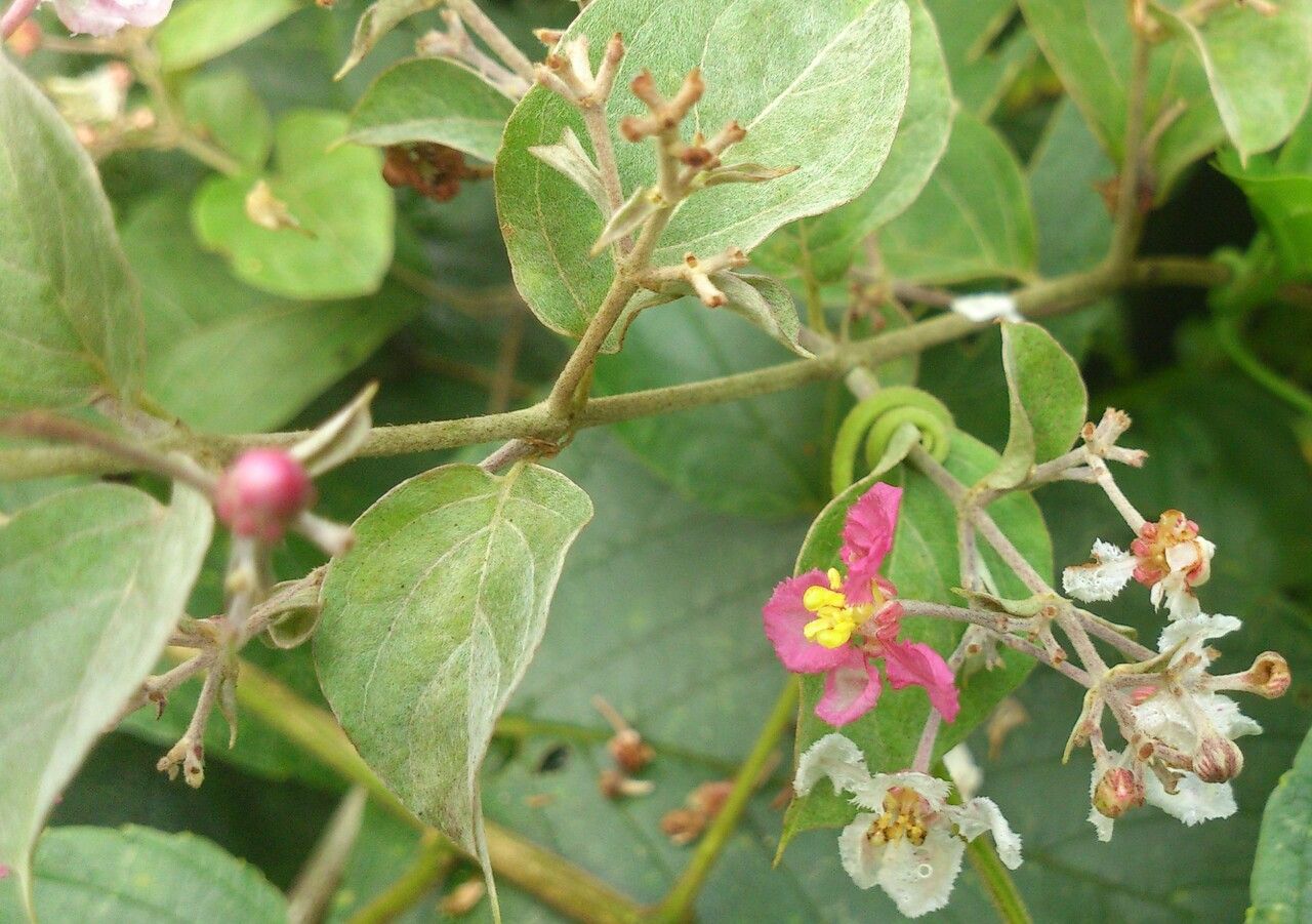Banisteriopsis muricata — related species from the same genus