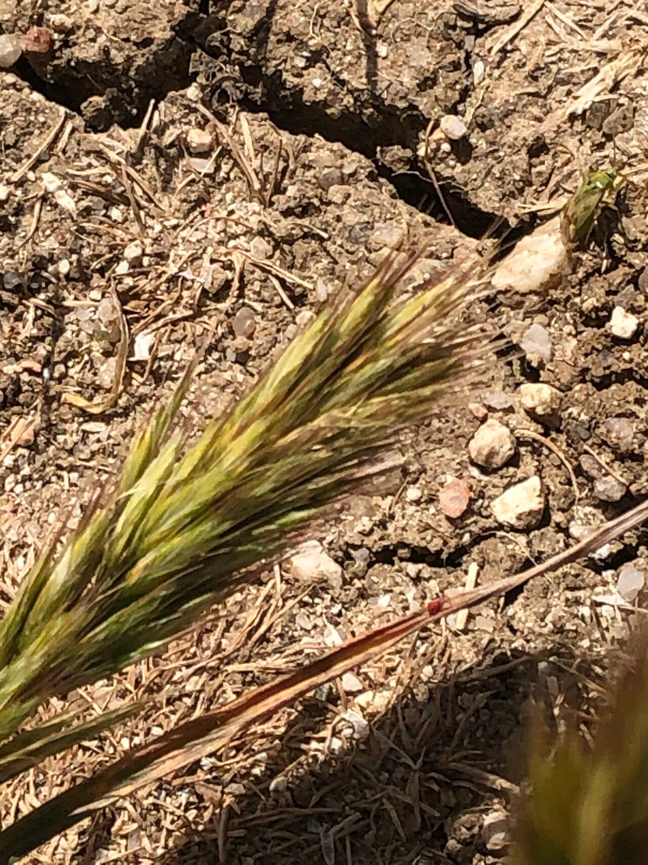 Bromus scoparius flower