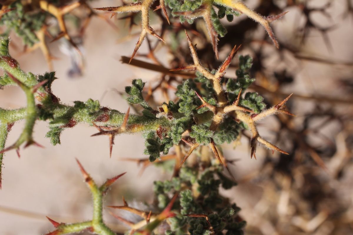 Adesmia polyphylla leaf