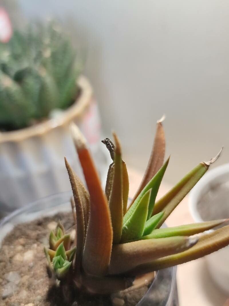 Haworthiopsis longiana leaf