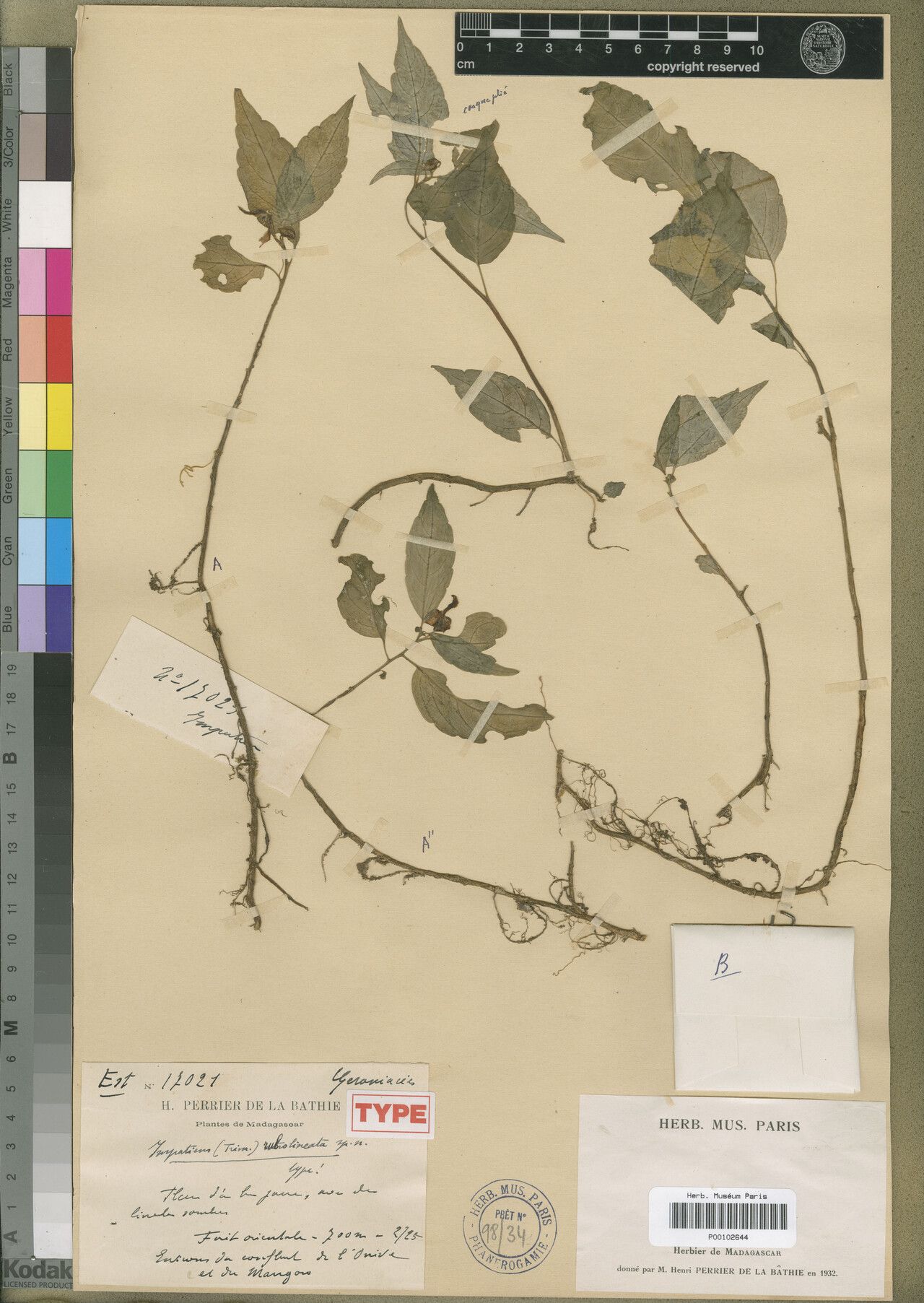 Impatiens oniveensis — houseplant care guide