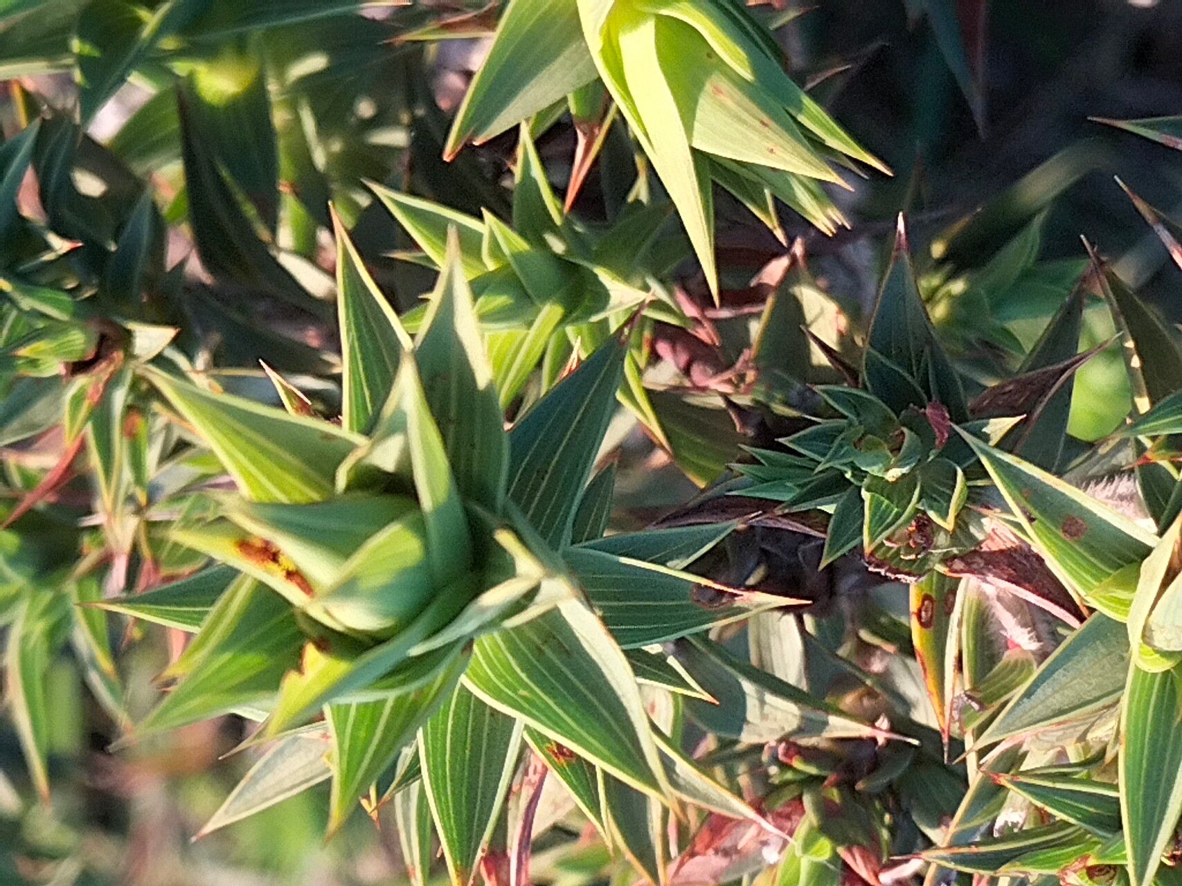 Aspalathus cordata — houseplant care guide