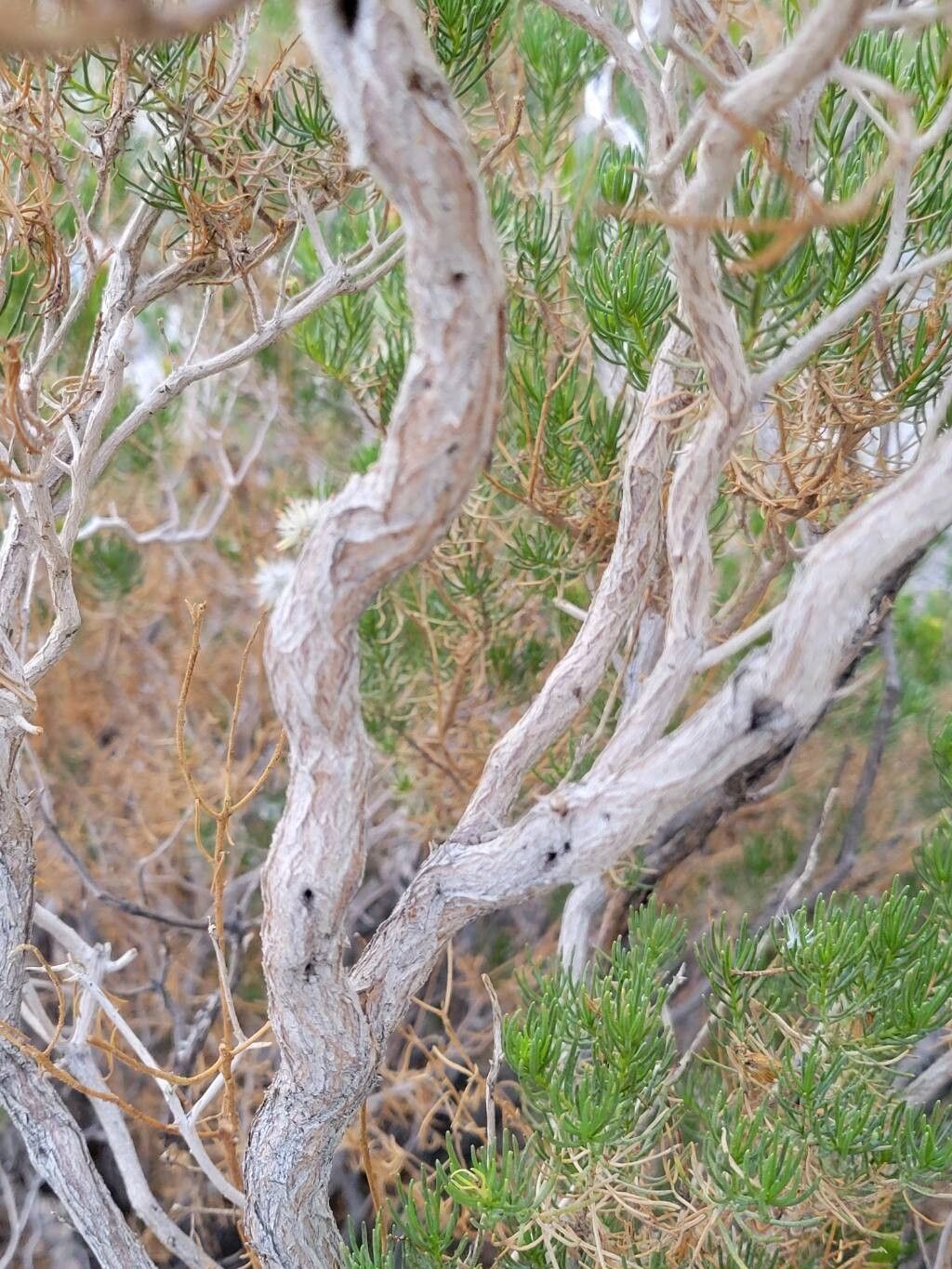 Peucephyllum schottii bark