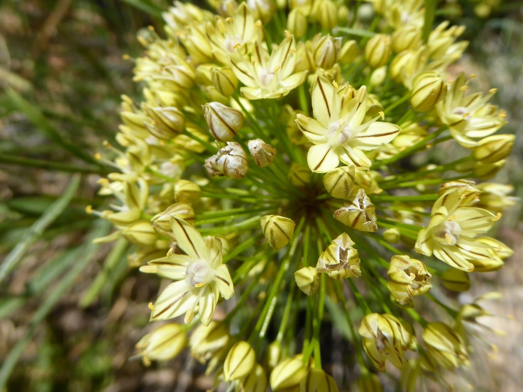 Allium eriocoleum flower
