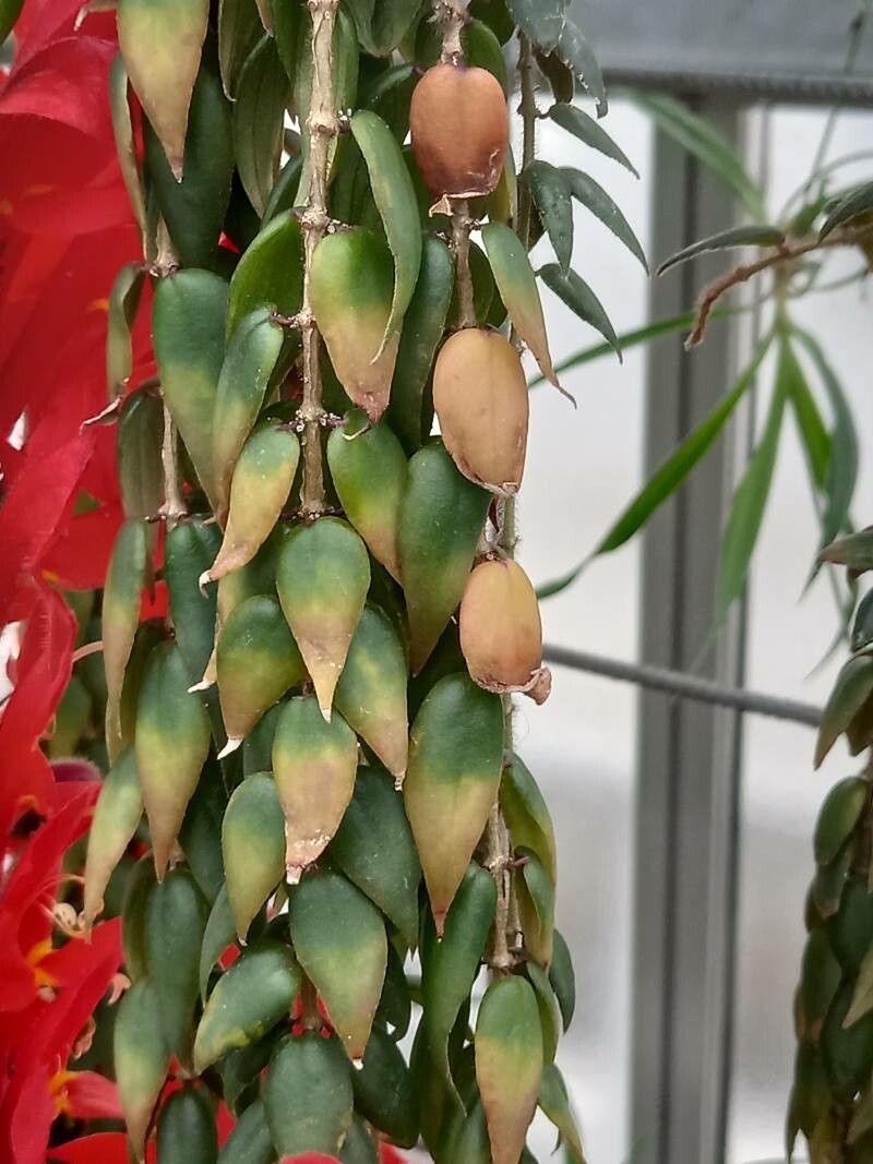 Columnea arguta — related species from the same genus