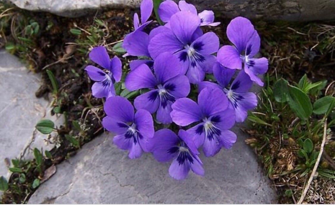 Viola hispida flower