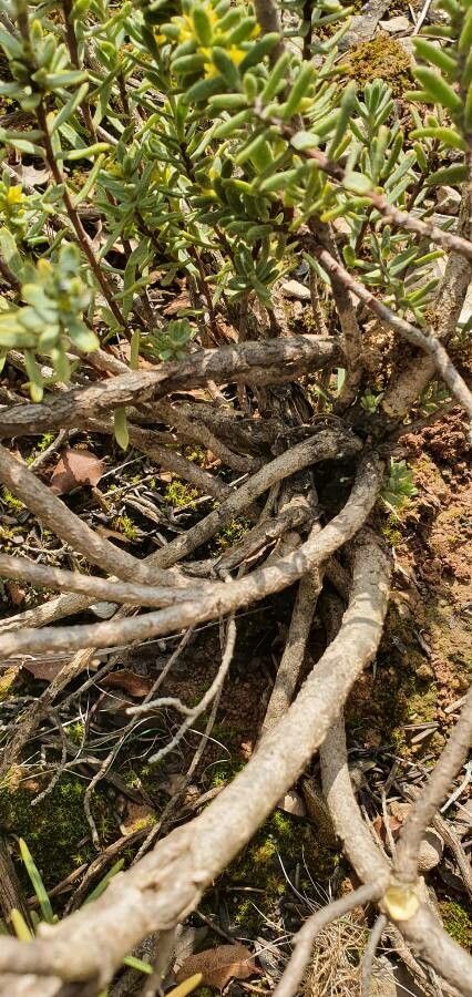 Thymelaea tinctoria bark