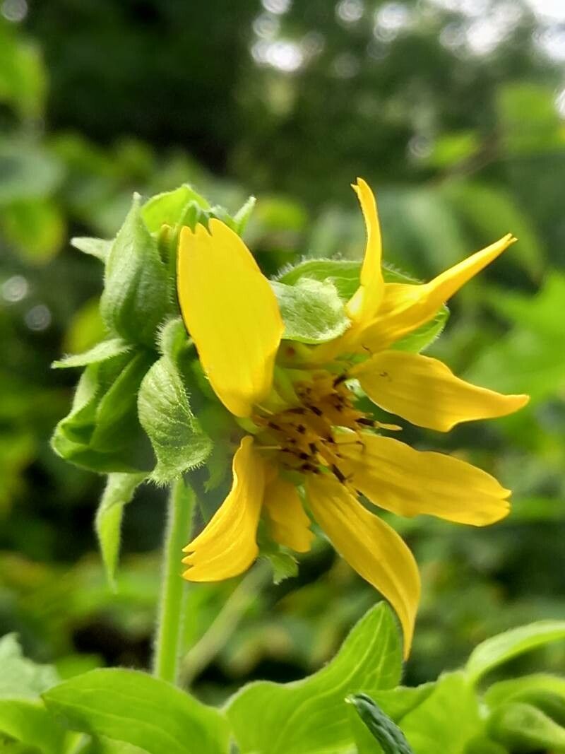 Smallanthus uvedalia flower