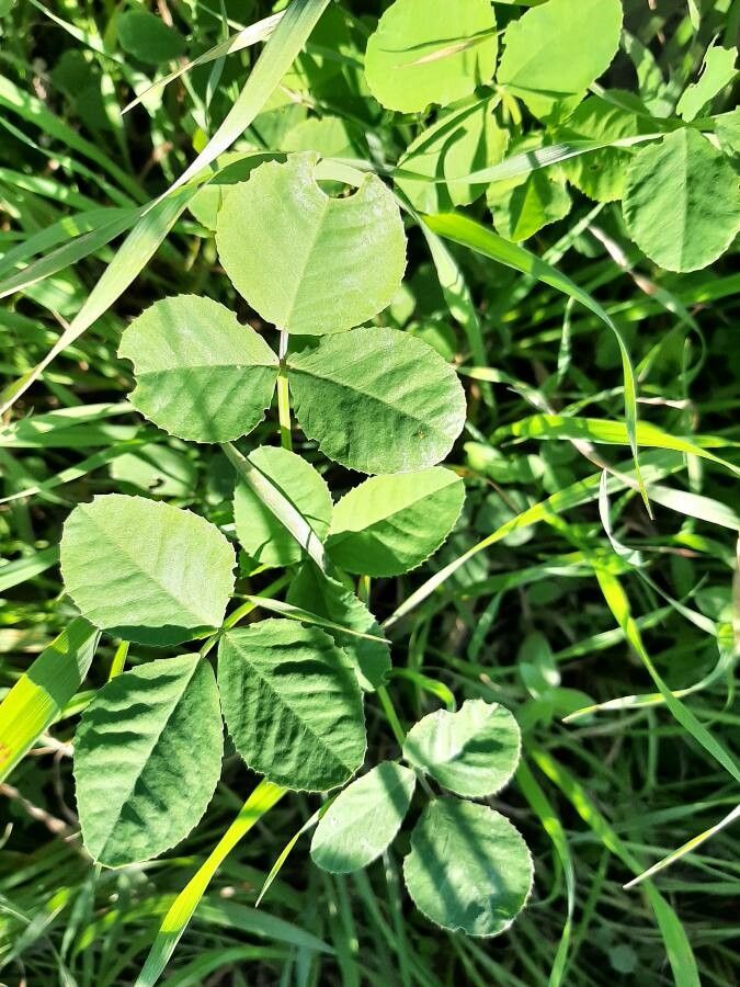 Melilotus italicus leaf