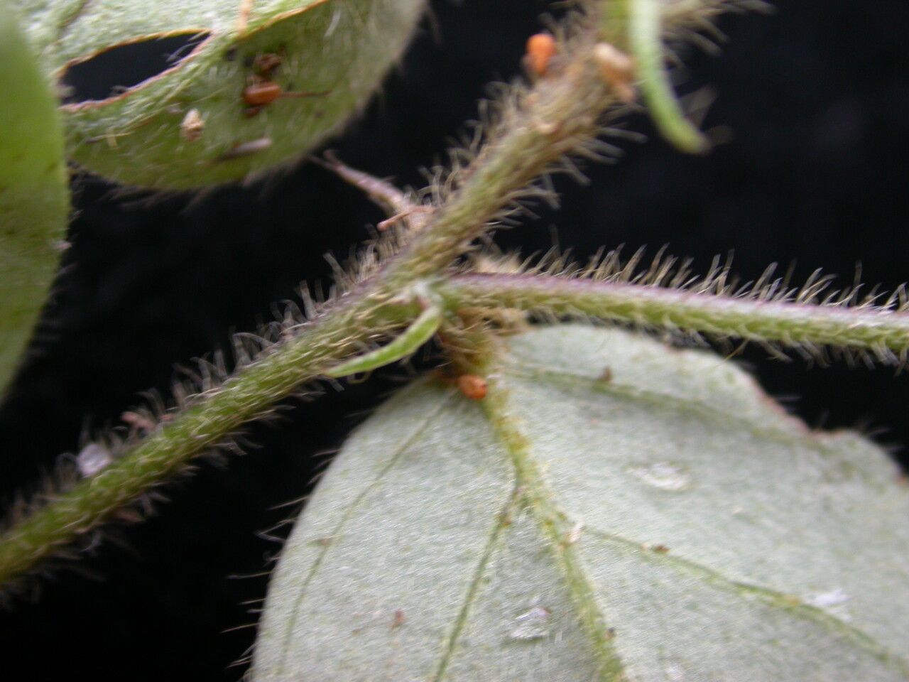 Crotalaria acicularis