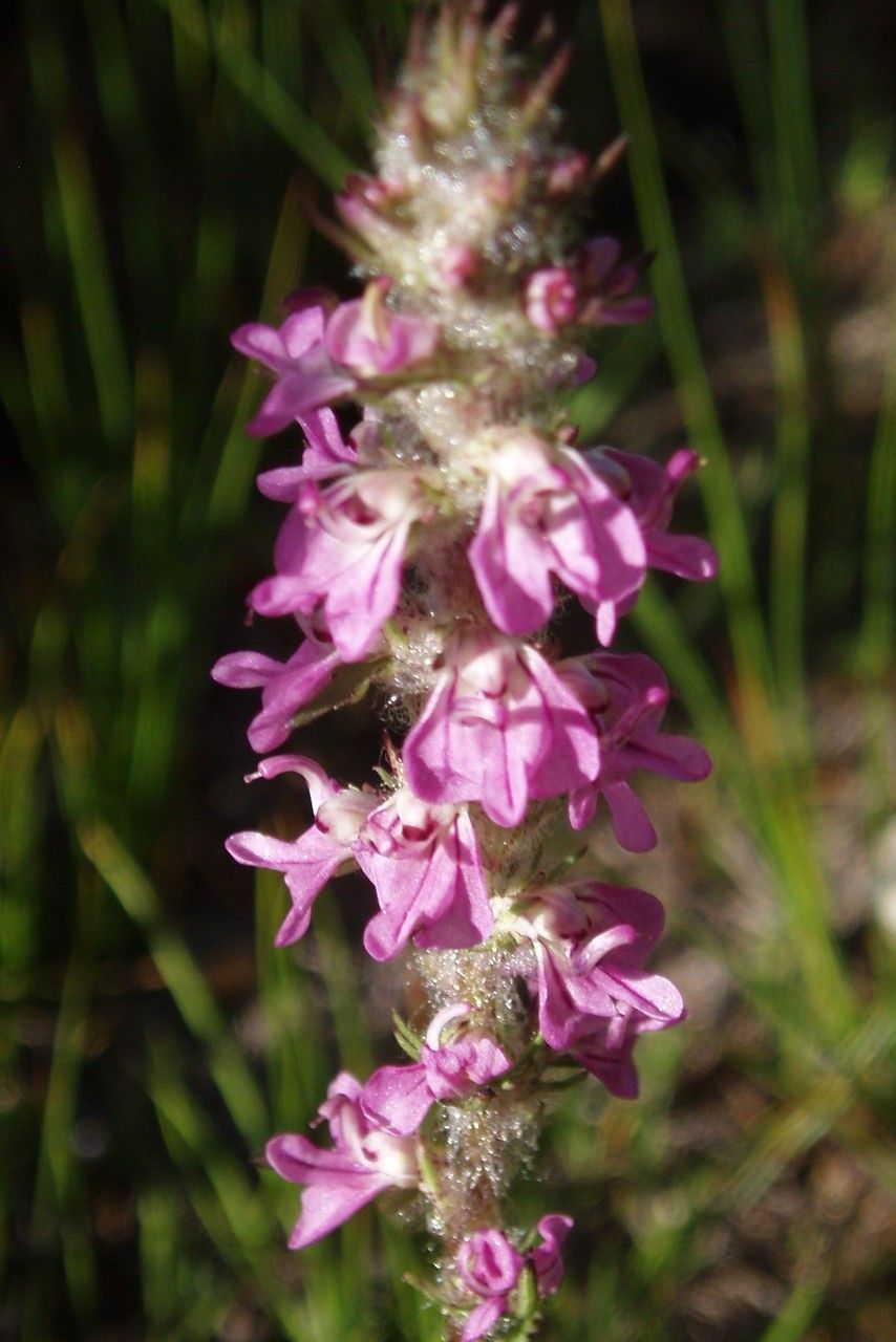 Pedicularis attollens flower