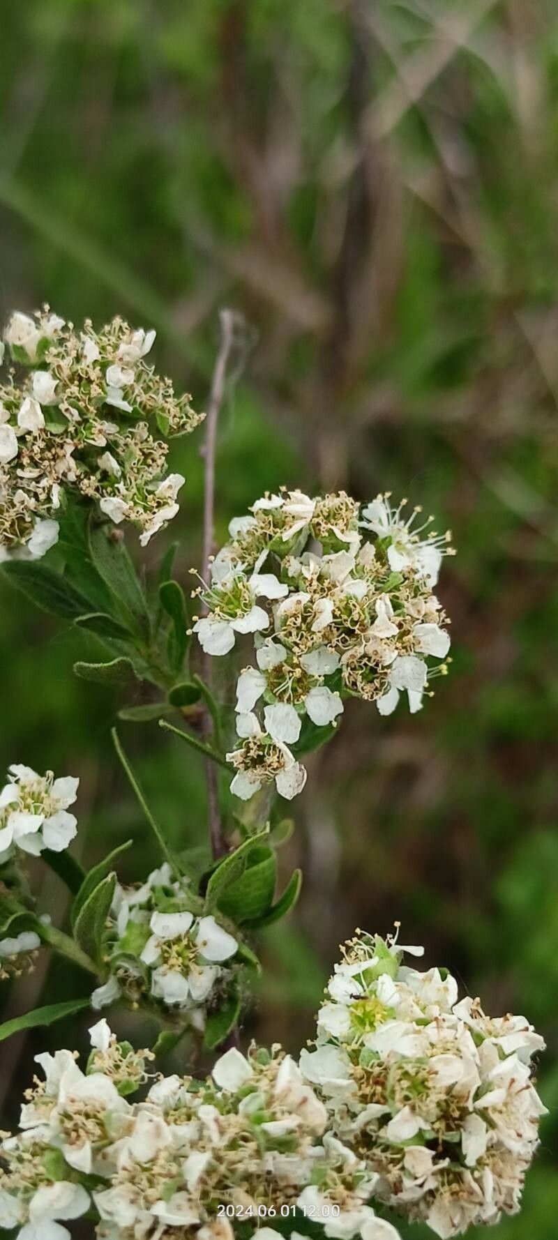 Spiraea crenata flower