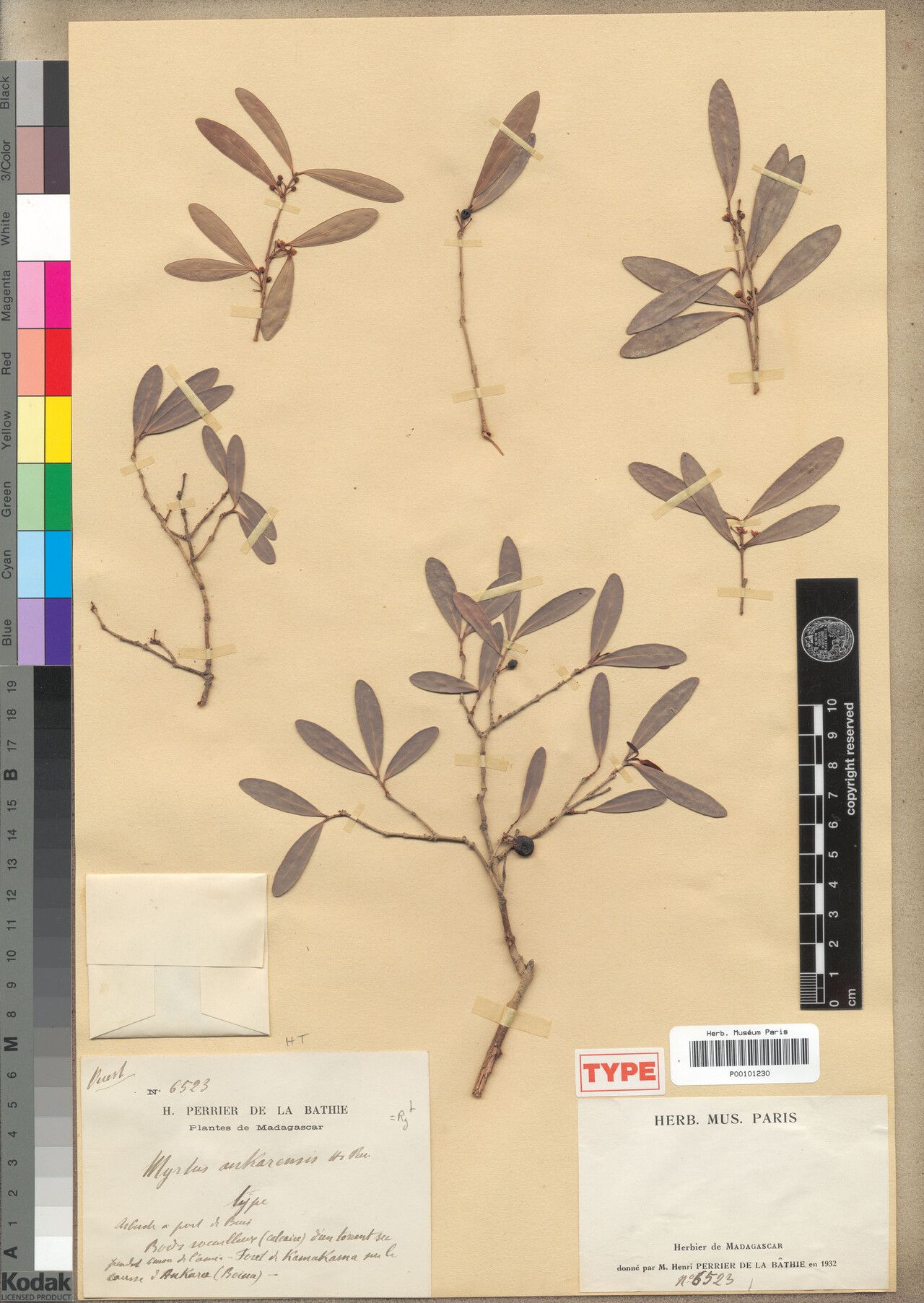 Eugenia ankarensis — houseplant care guide