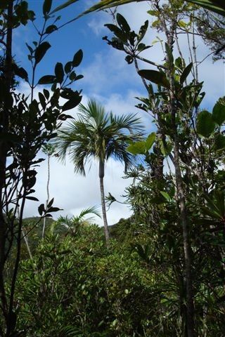 Chambeyronia piersoniorum habit