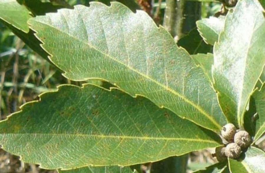 Quercus serrata — search result for 'Fagaceae'