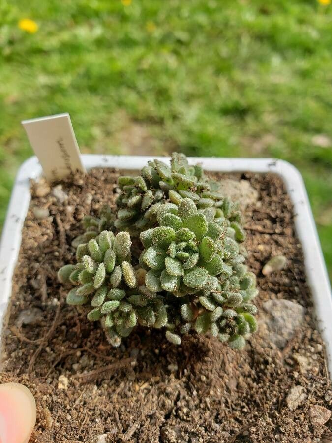 Aichryson tortuosum leaf