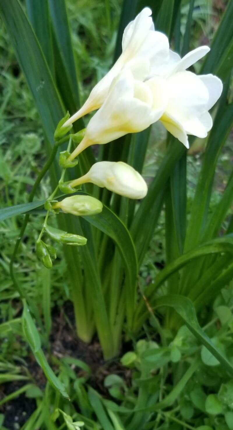 Freesia alba habit