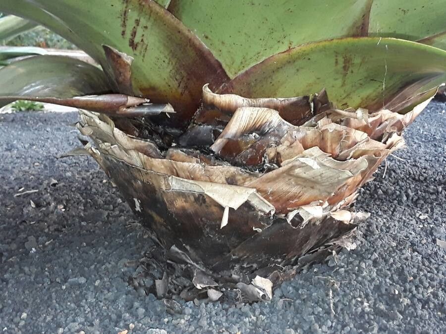 Vriesea imperialis bark