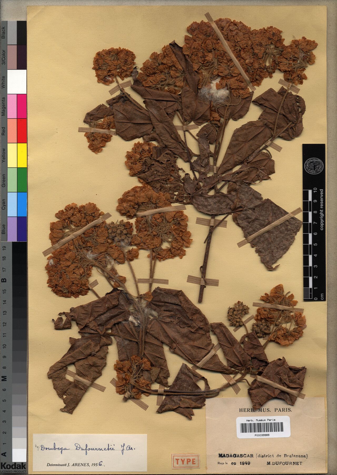 Dombeya dufournetii — houseplant care guide