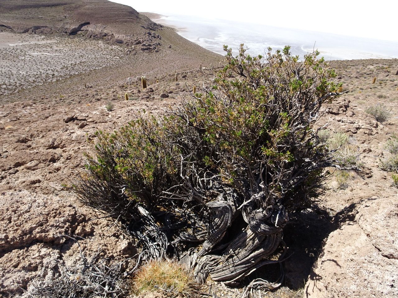 Mutisia hamata habit