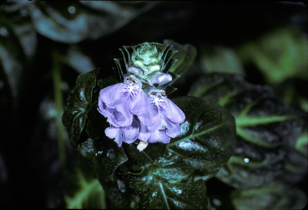 Rubia linii — houseplant care guide