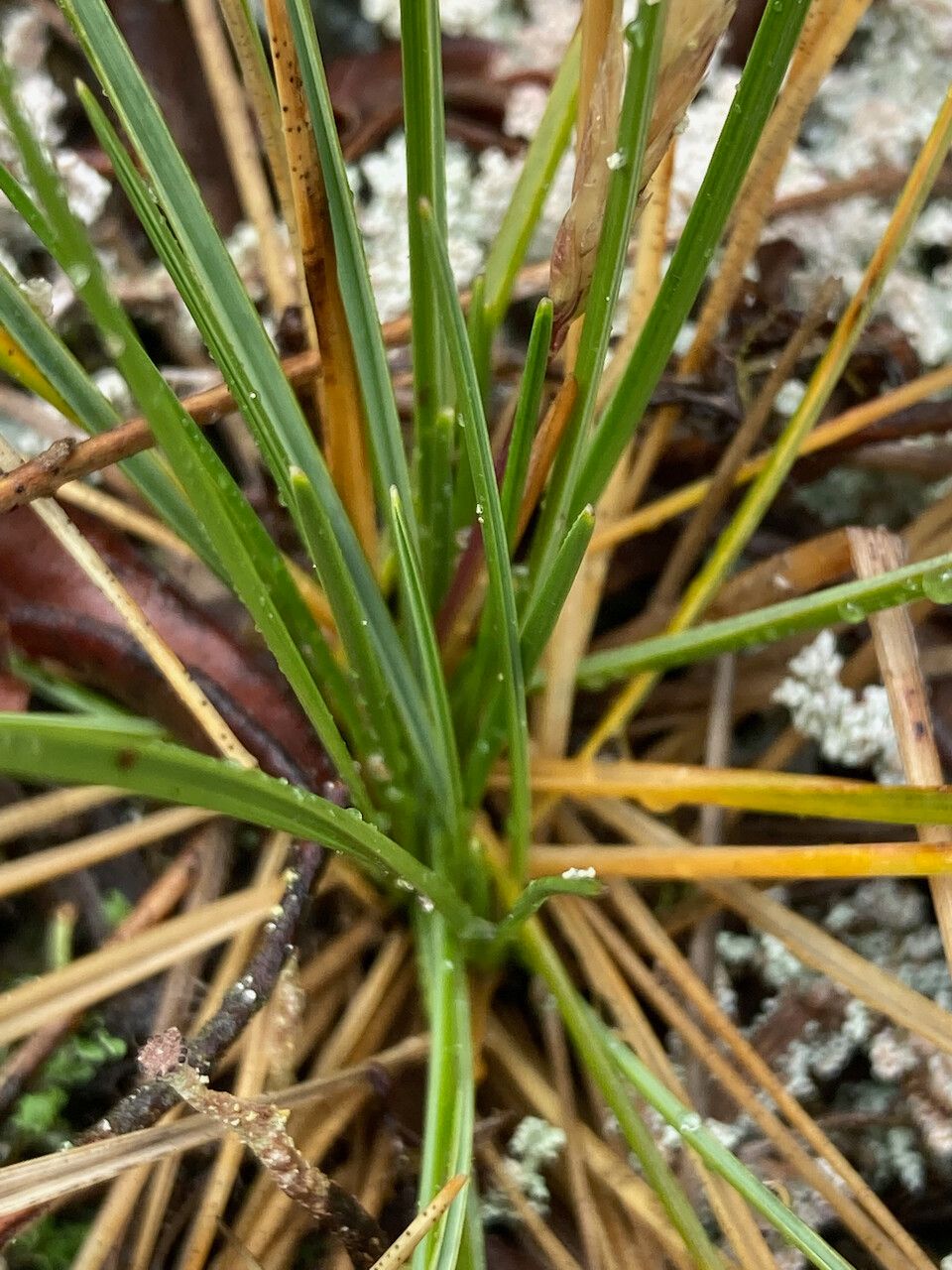 Calamagrostis fibrovaginata leaf