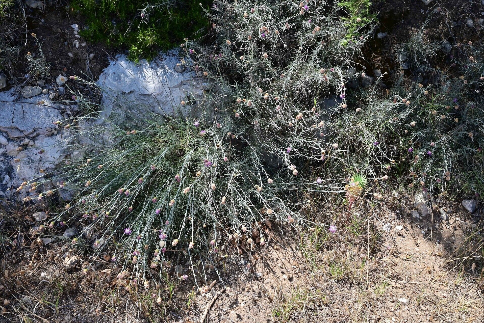Centaurea subtilis habit