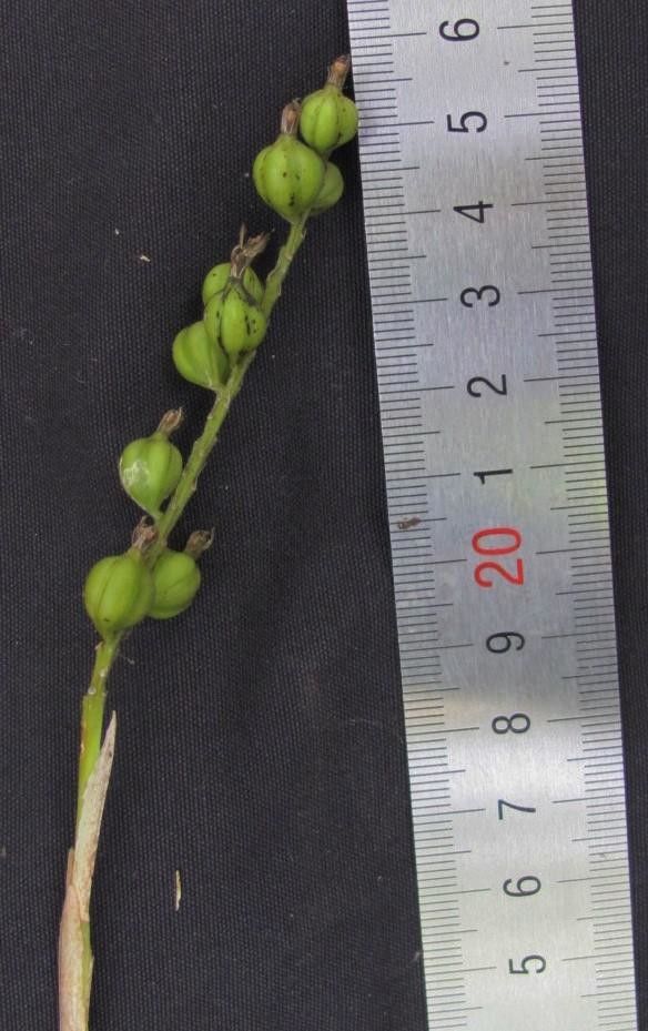 Epidendrum powellii — search result for 'Epidendrum'