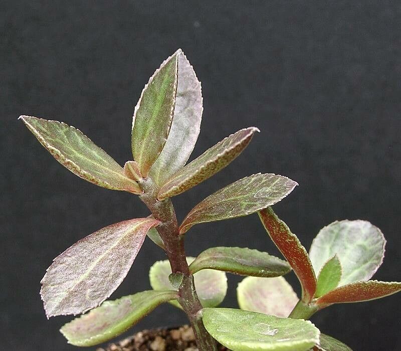 Euphorbia erubescens — houseplant care guide