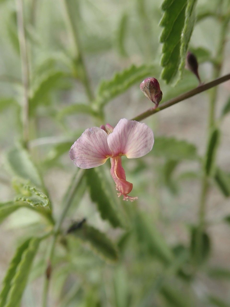 Polygala amboniensis fruit