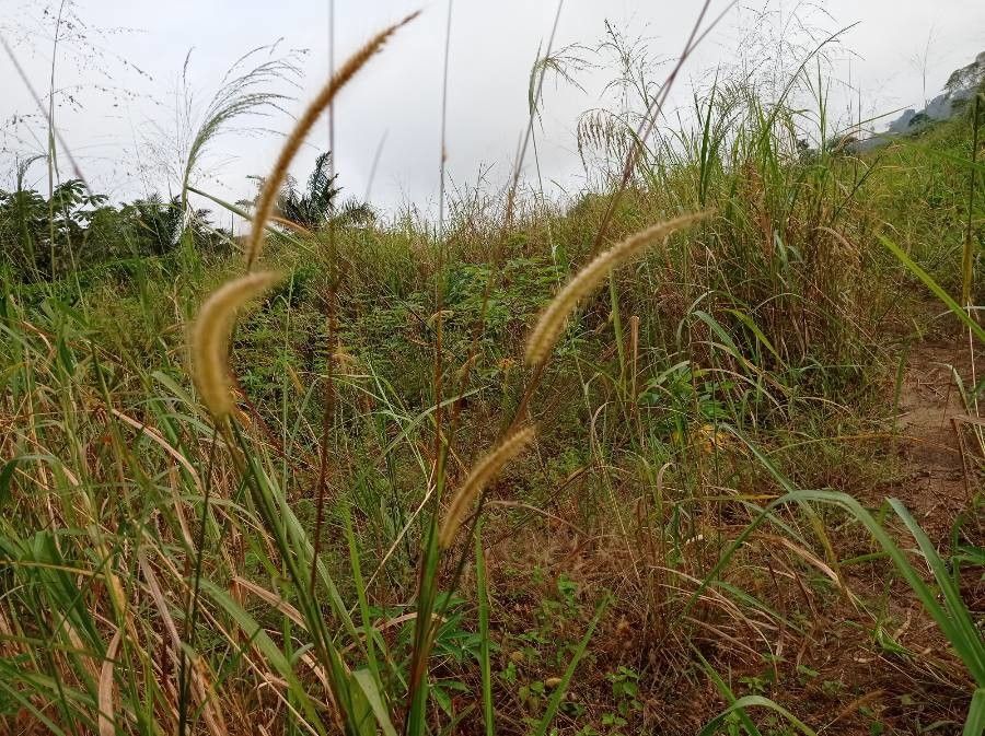 Pennisetum polystachion fruit