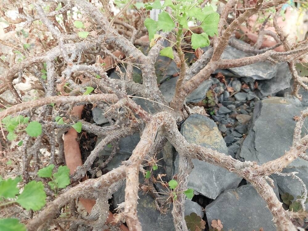 Pelargonium xerophyton bark