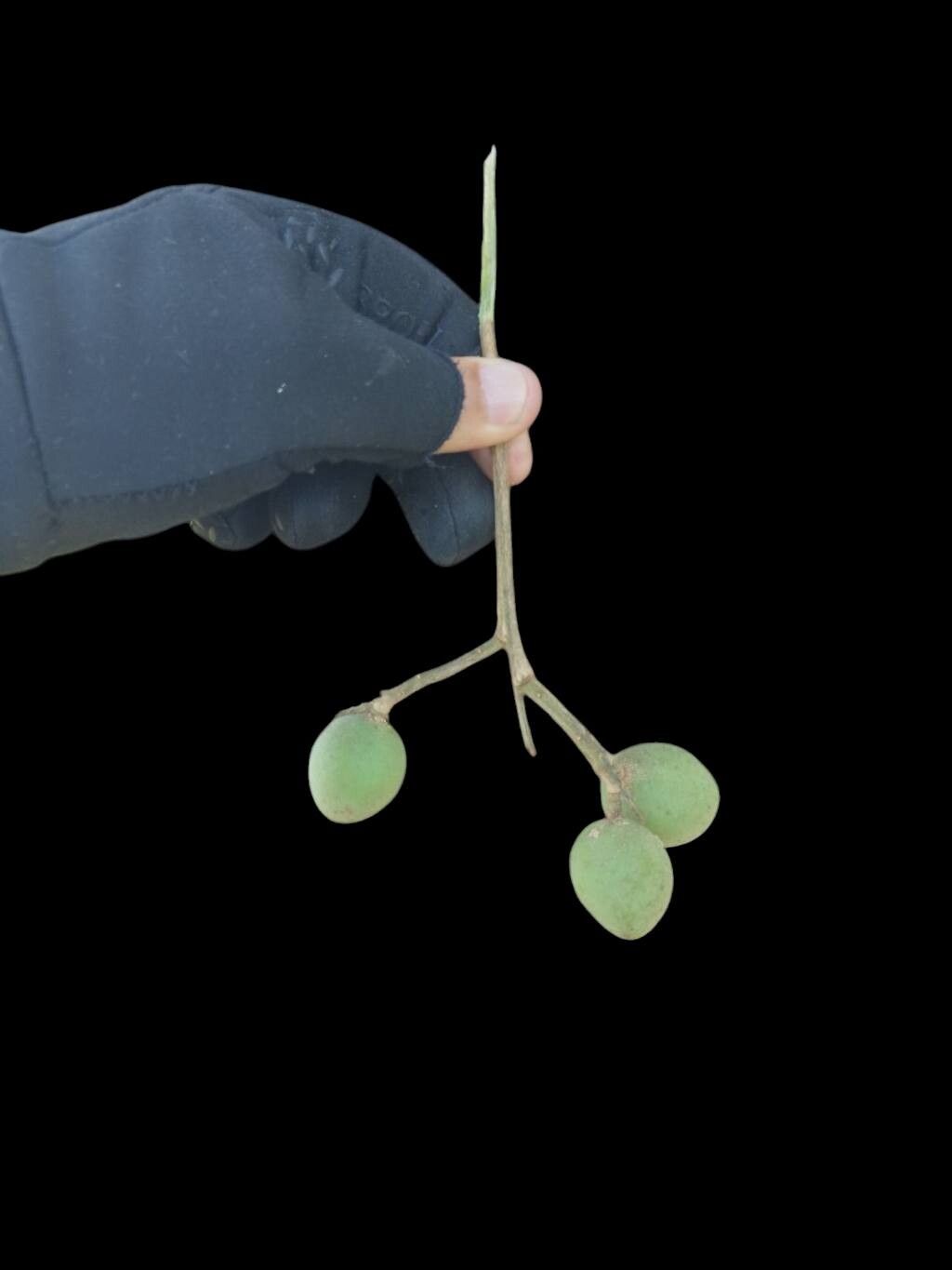 Andira cujabensis fruit