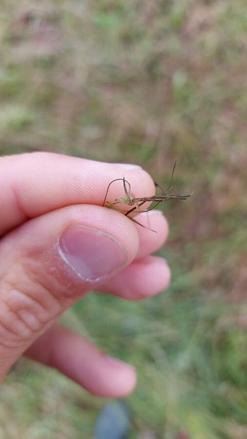Zannichellia palustris leaf