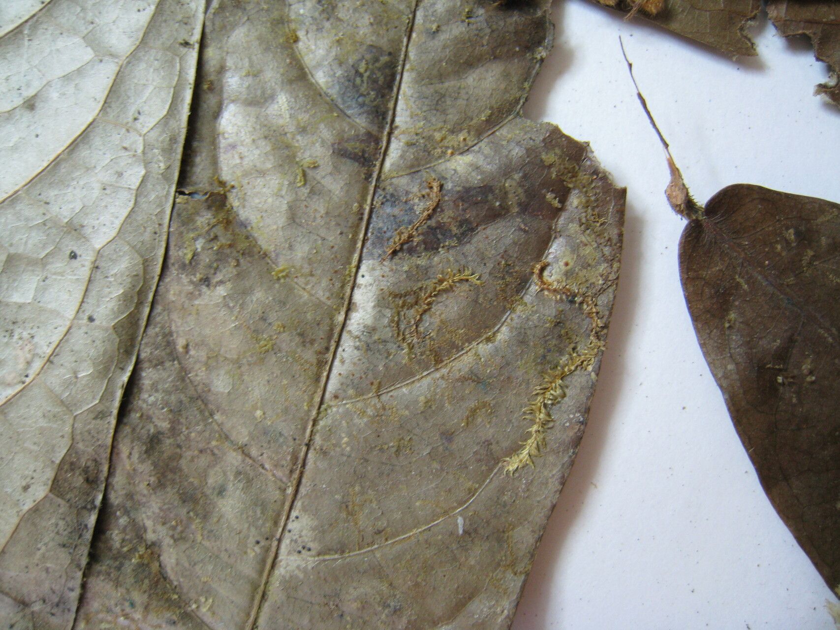 Hirtella araguariensis other