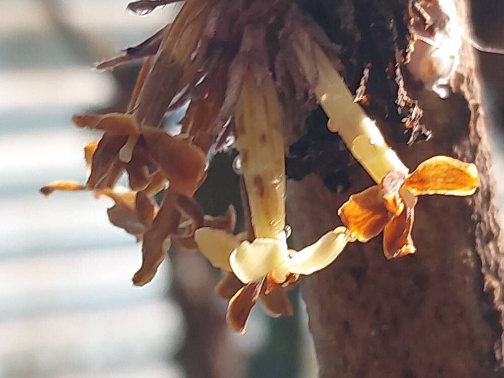 Pittosporum sylvaticum flower