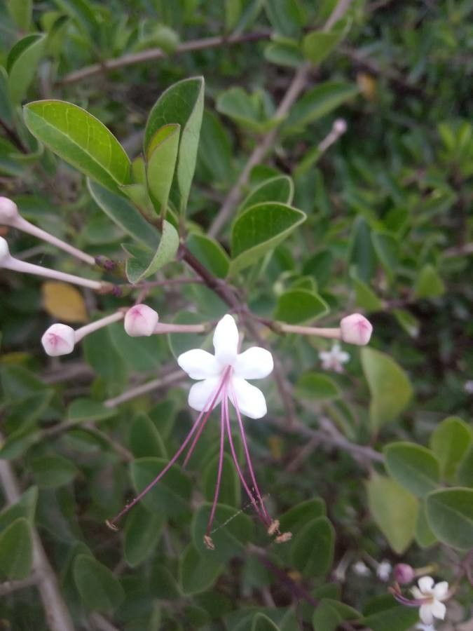 Volkameria inermis — search result for 'Thailand'