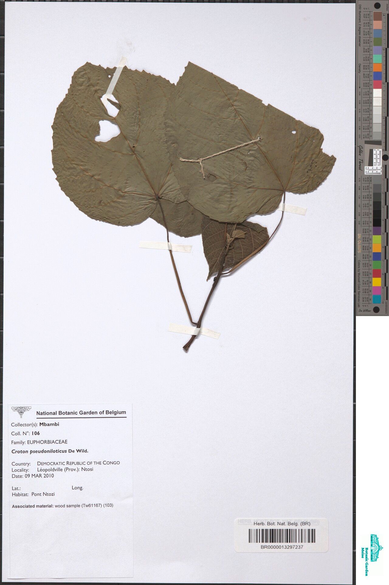 Croton pseudoniloticus — houseplant care guide