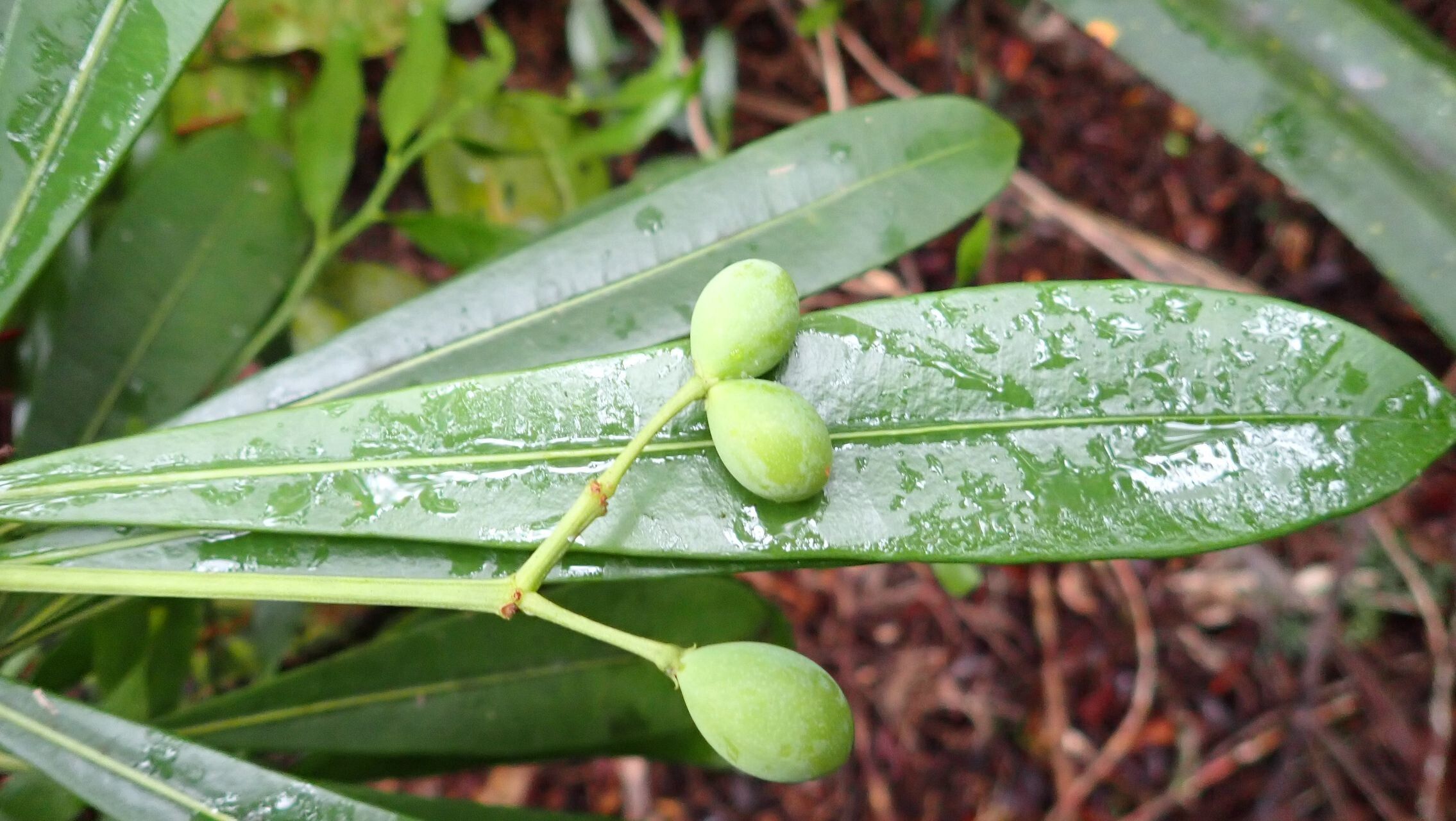 Rauvolfia balansae fruit