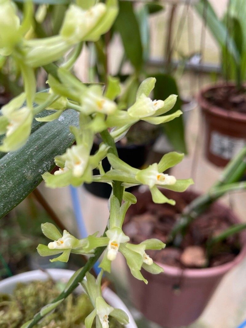 Gomesa sessilis — houseplant care guide